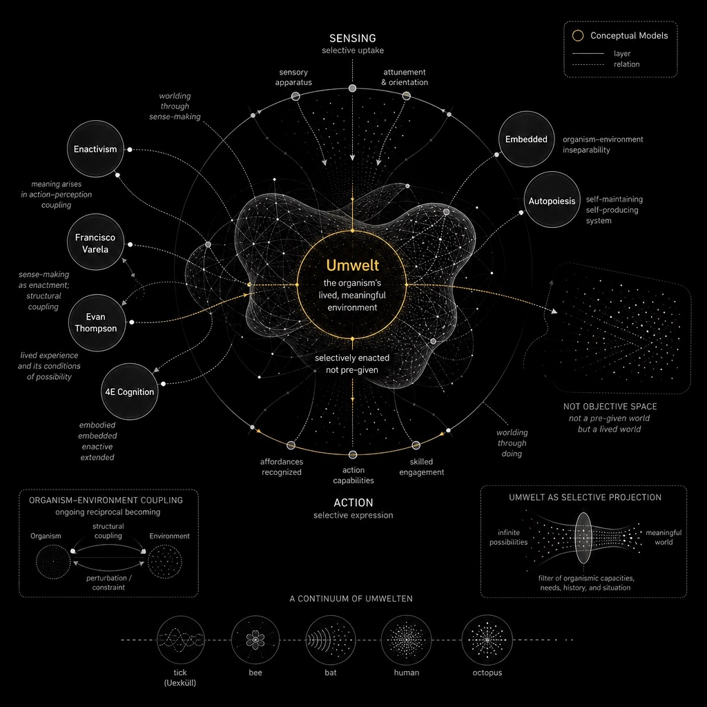 Diagram titled Umwelt: the organism’s lived, meaningful environment. Sensing and action around a central Umwelt, with enactivism, 4E cognition, autopoiesis, and a continuum of Umwelten from tick to octopus.